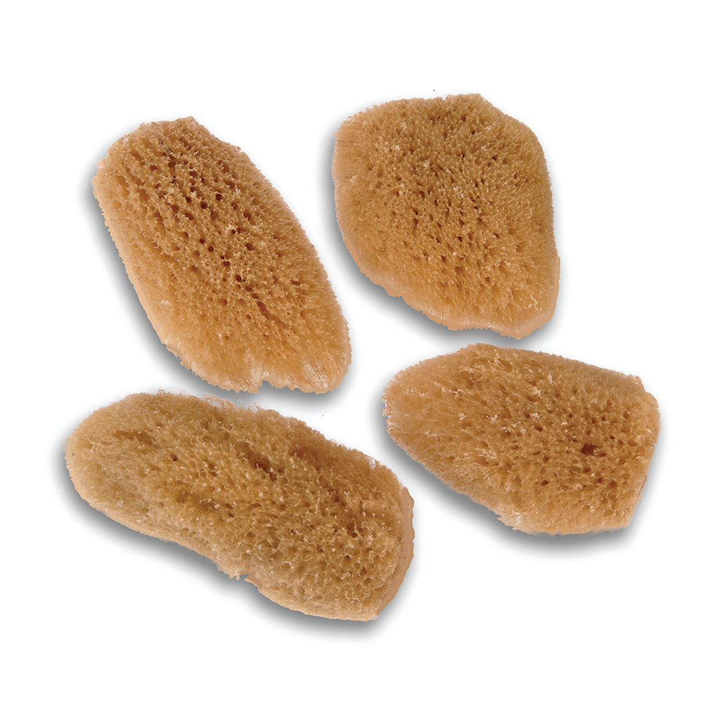 The Fabulous Face Sea Sponges